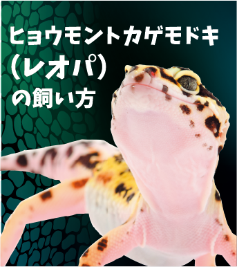 ヒョウモントカゲモドキ（レオパ）の飼い方